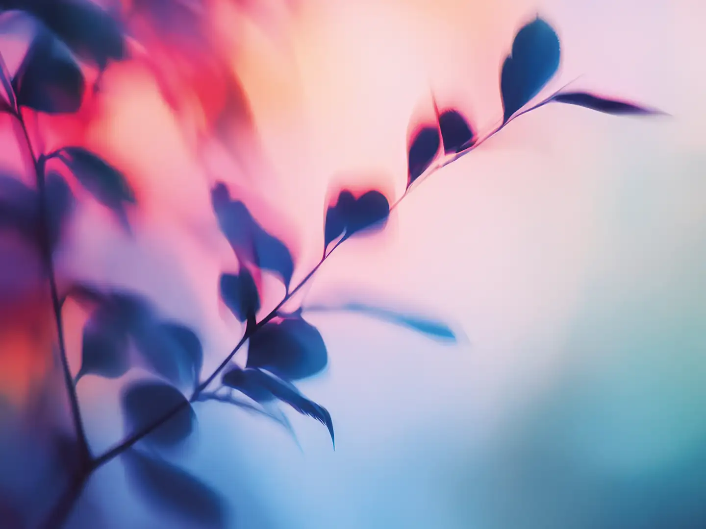 BLUME | Parfum Floral